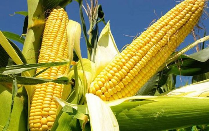 Qarğıdalı Saçağının Faydaları| Qarğıdalı İlə Müalicə